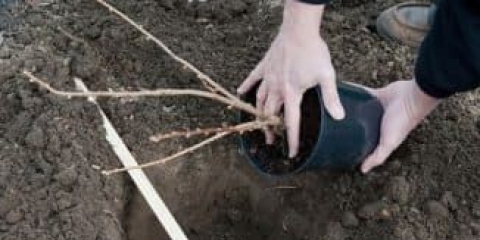 Kada saditi crvenu ribizlu - sadnju u ljeto, proljeće i jesen